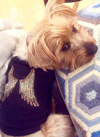 Angel Wings Dog Shirt in Black